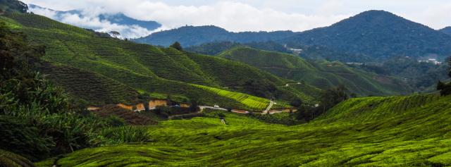 cameron-highlands-hills-and-tea